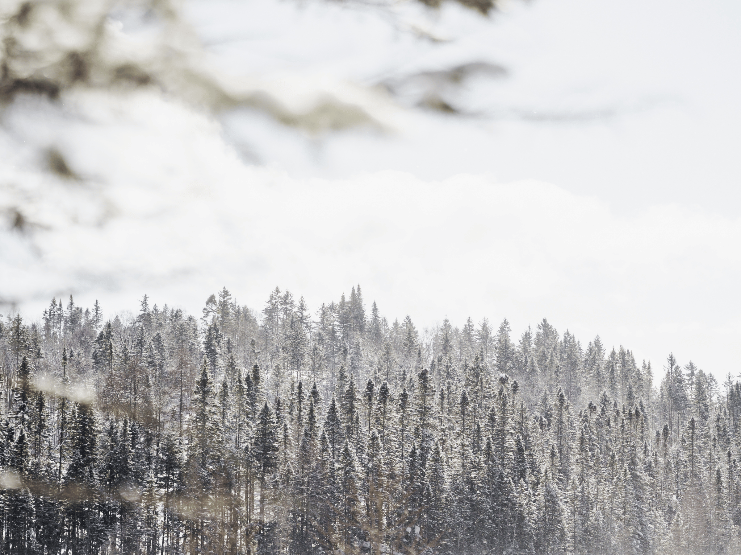 Forêt boréale enneigée dans la région de Portneuf près de la Vallée Bras-du-Nord au Québec.