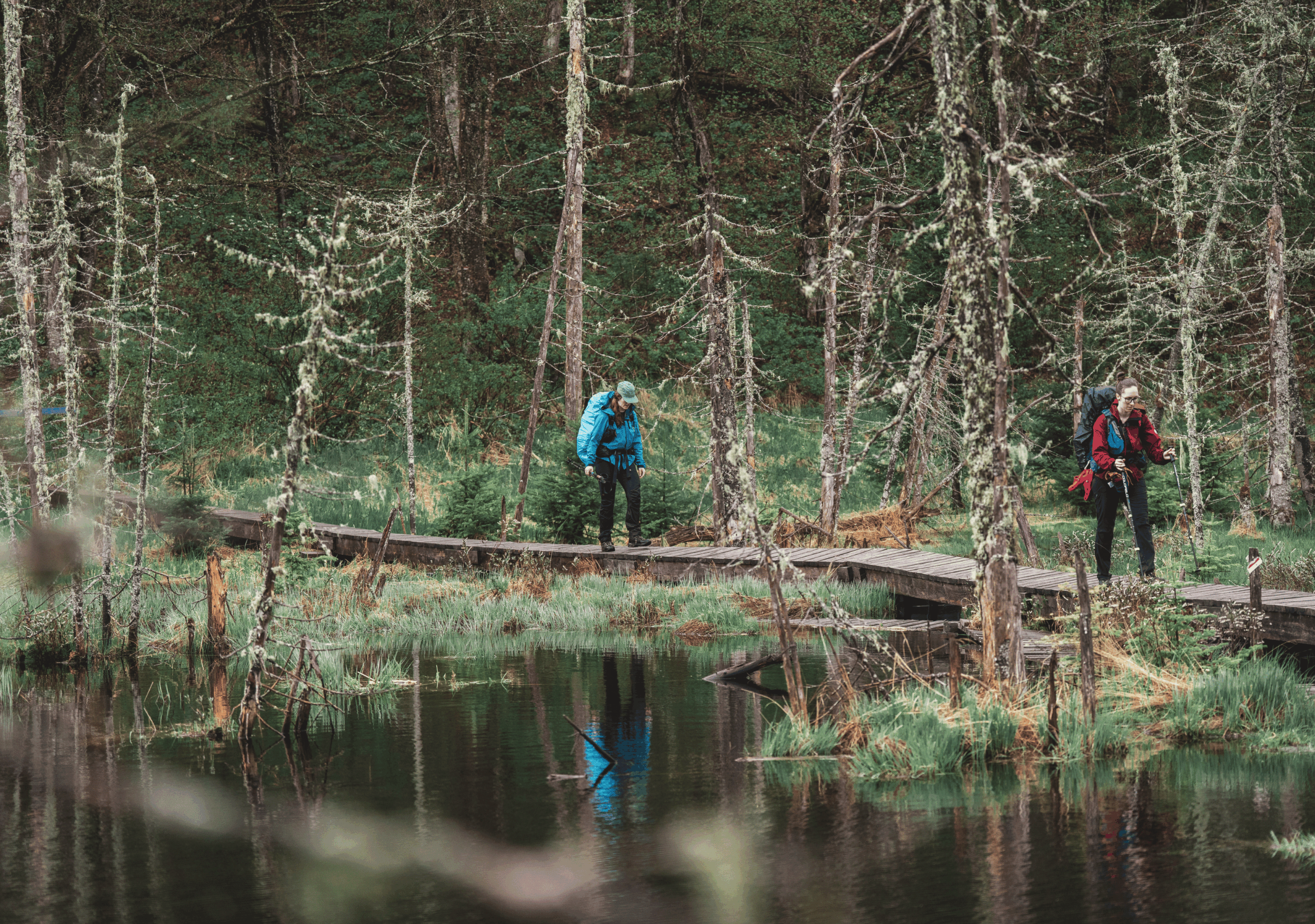 Randonneur marchant sur un trottoir de bois traversant une tourbière