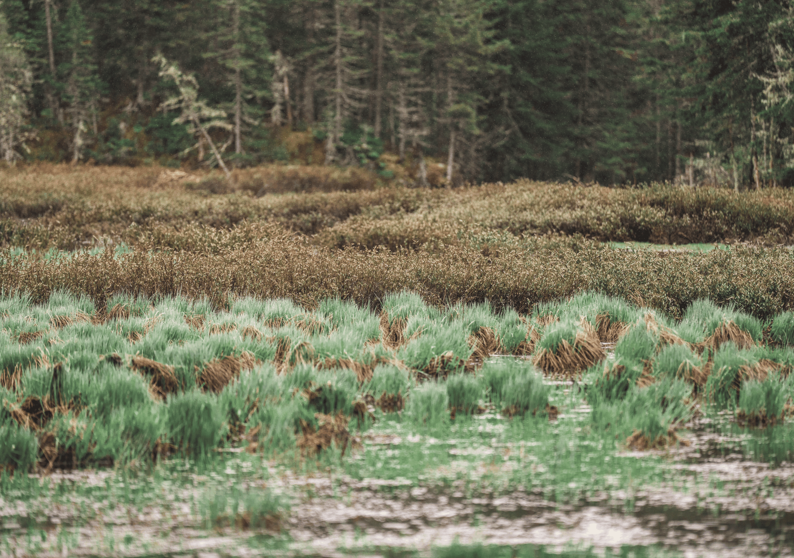 Paysage d'une tourbière de la Vallée Bras-du-Nord