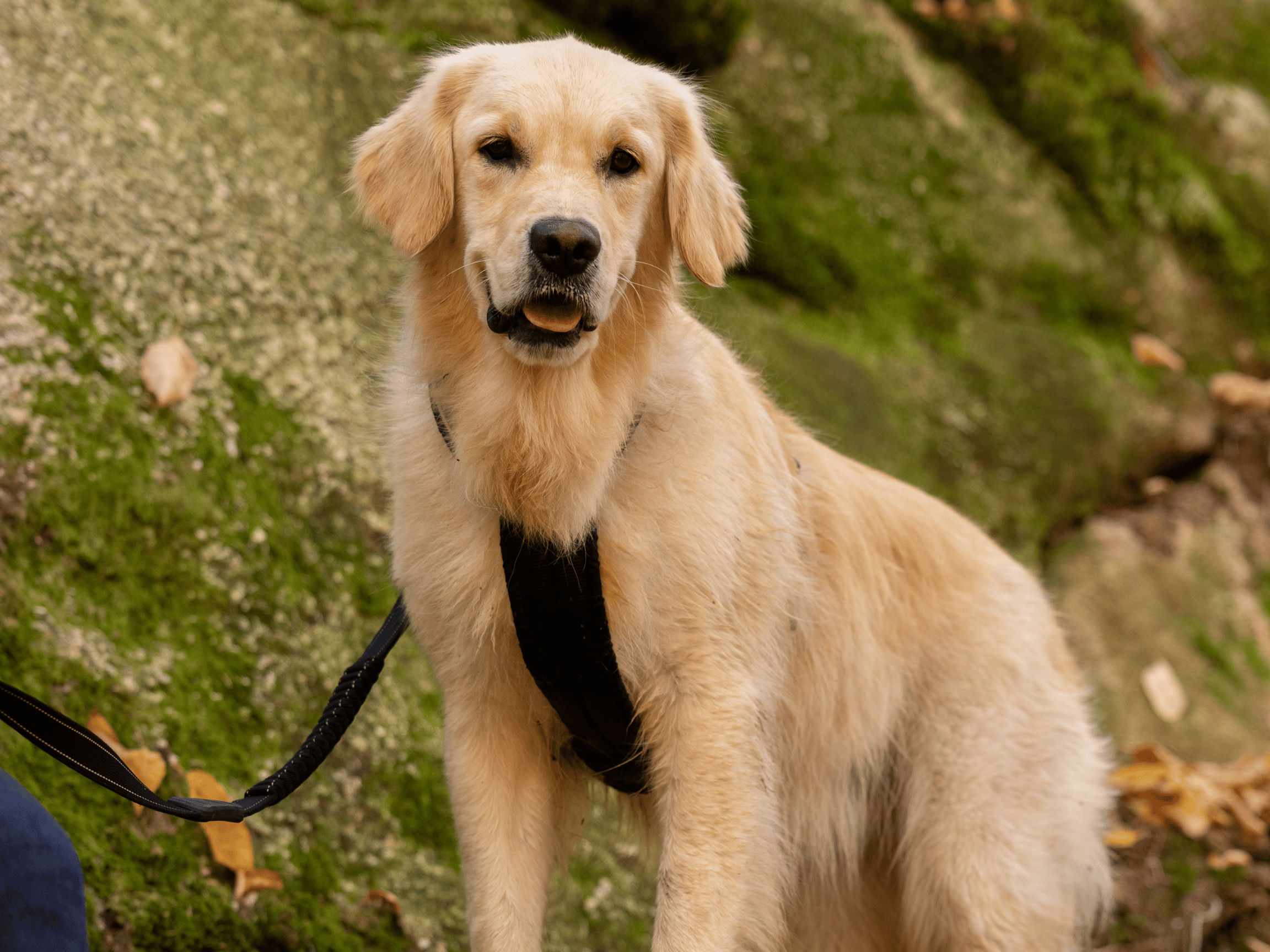 Chien en randonnée sur sentier forestier à la Vallée Bras-du-Nord, destination plein air accueillant les chiens au Québec