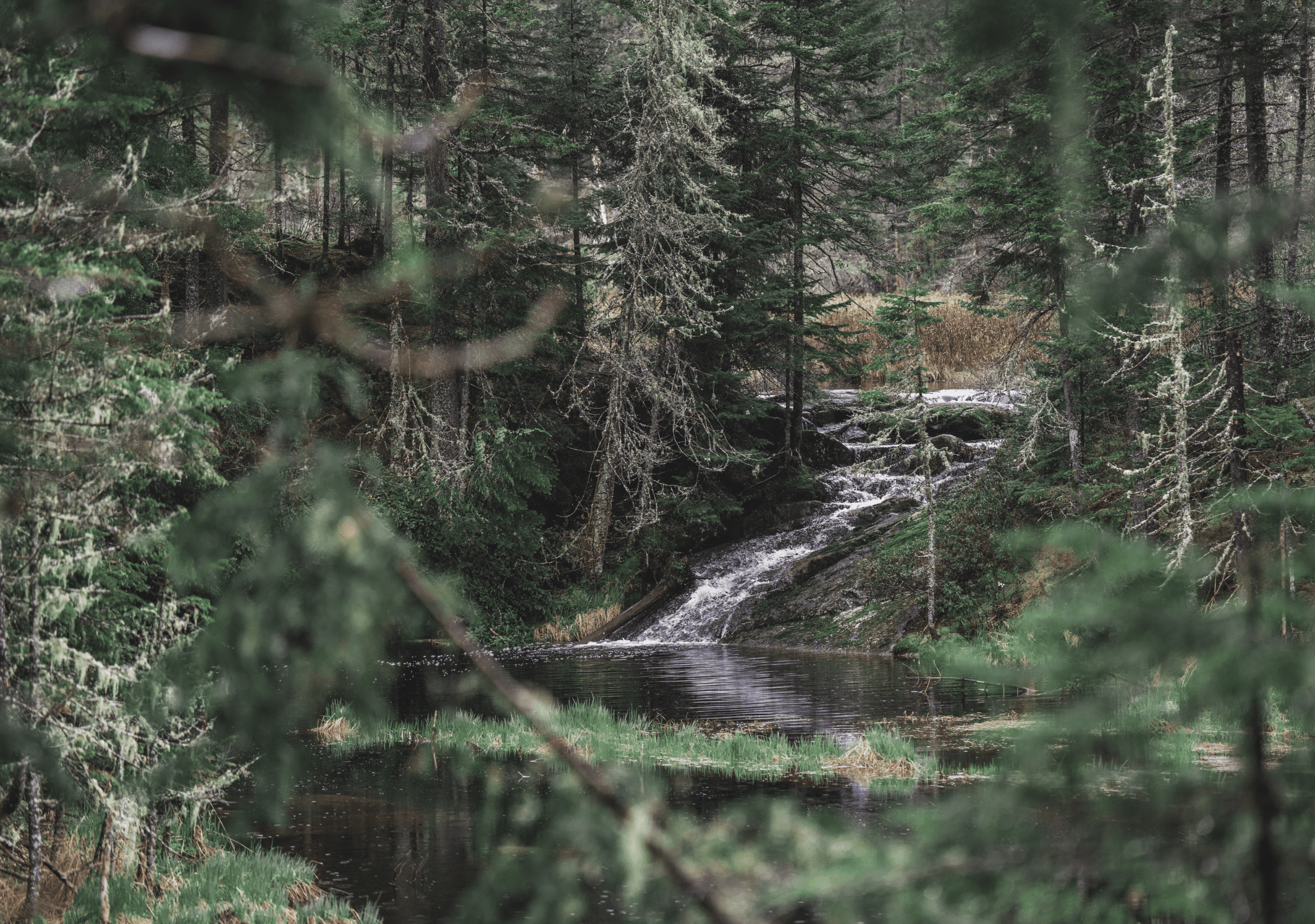 Paysage d'une petite chute d'eau se versant dans un ruisseau dans une forêt de conifères