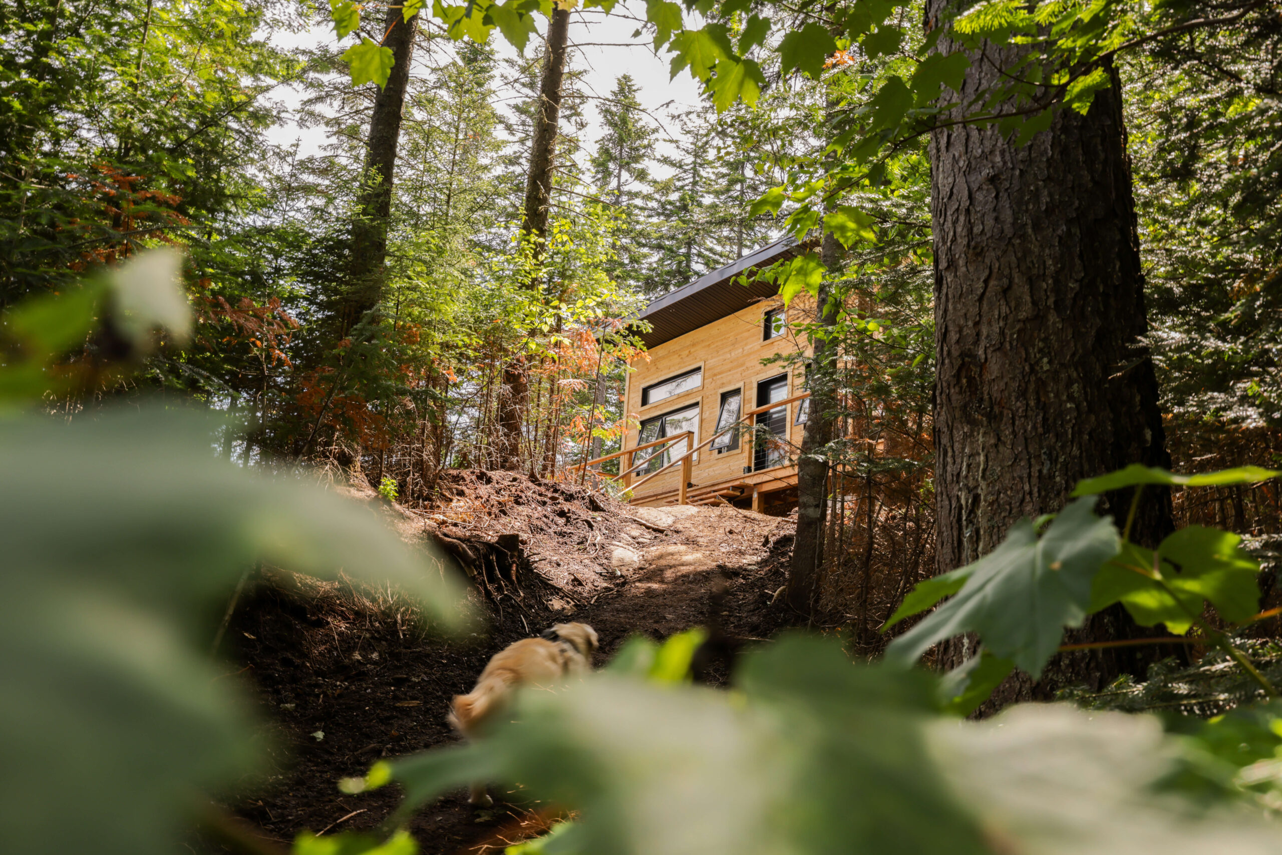 Vue en plongé sur un refuge en bois juché en forêt